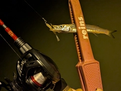 アカカマスの釣果