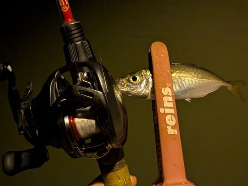 マアジの釣果