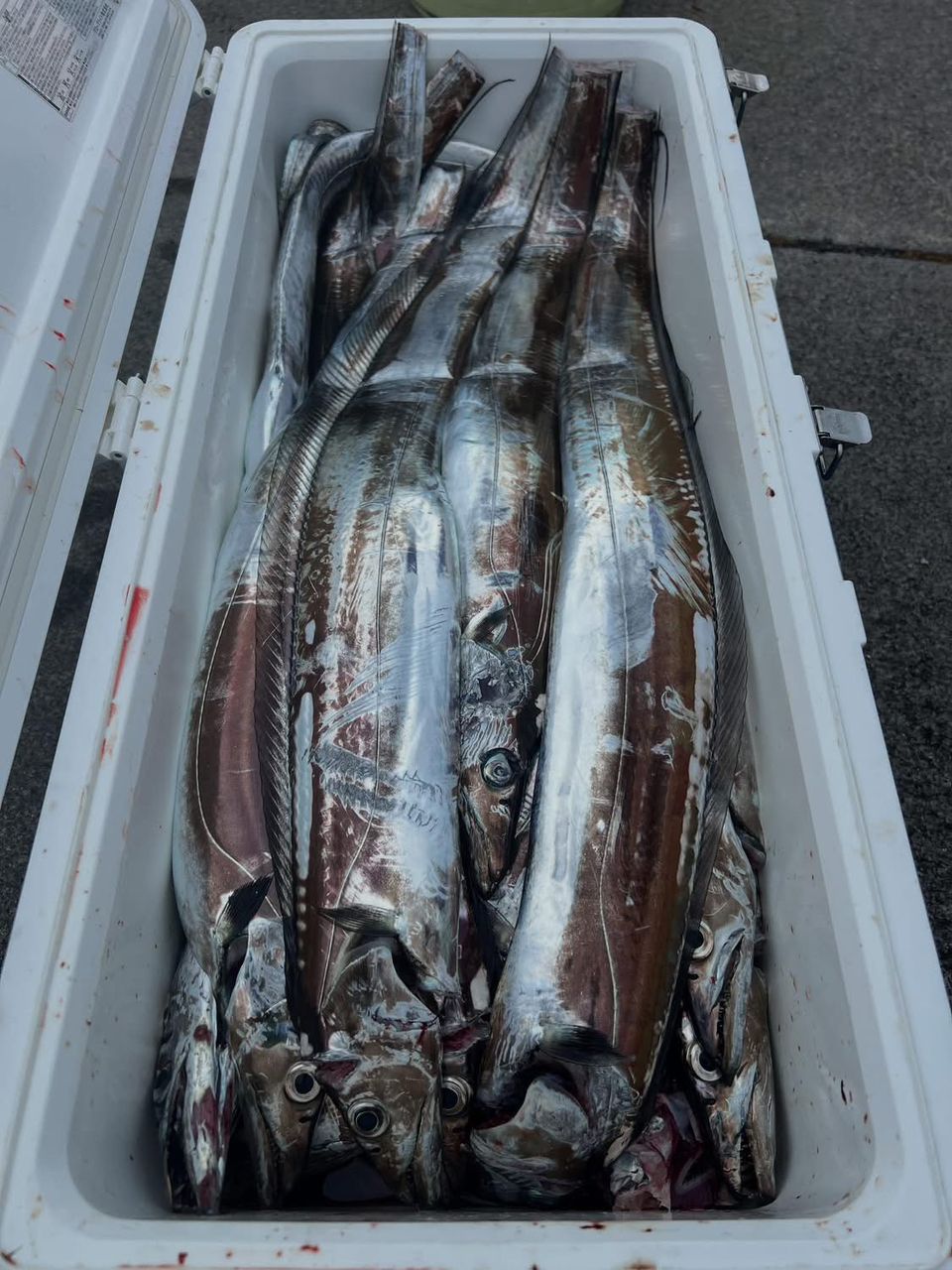 Rai.0ikawa.さんの釣果 3枚目の画像