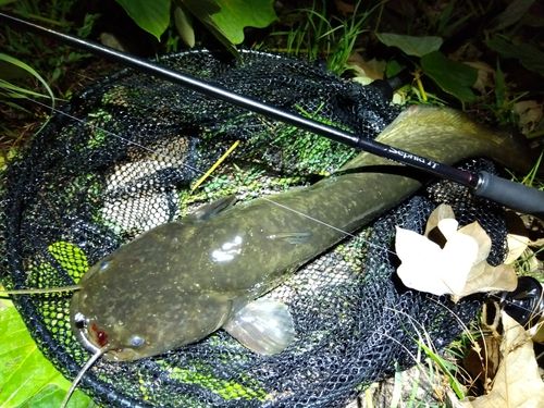 ナマズの釣果