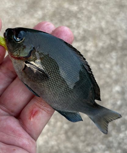 メジナの釣果