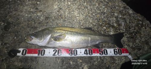 シーバスの釣果