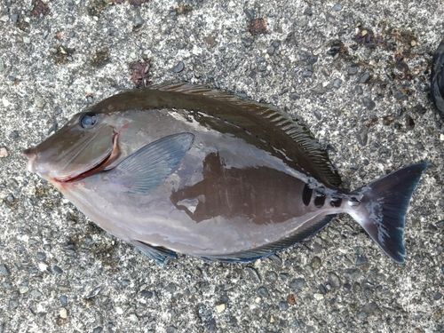 サンノジの釣果