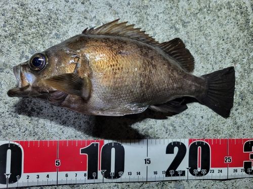 メバルの釣果