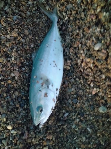 ツバスの釣果