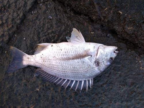 キビレの釣果