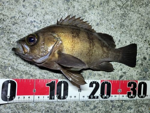メバルの釣果