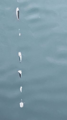 カタクチイワシの釣果