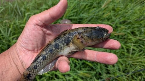 ウロハゼの釣果