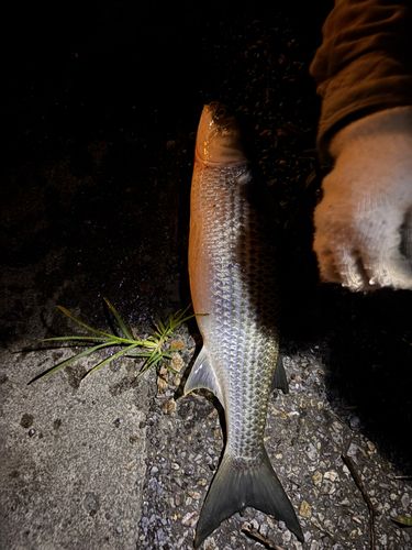 ボラの釣果
