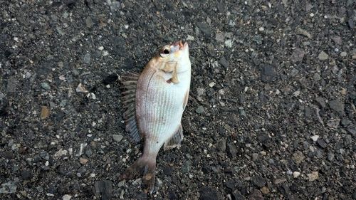 ハゼの釣果