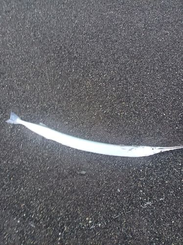 ダツの釣果