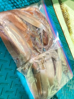 スルメイカの釣果