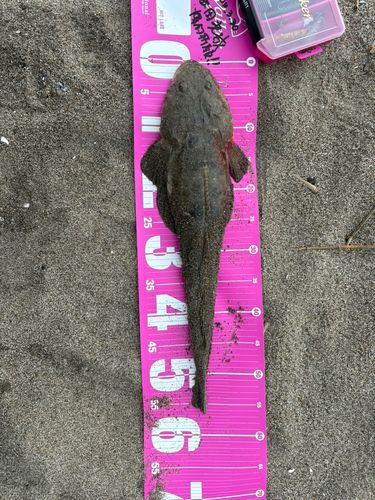 マゴチの釣果