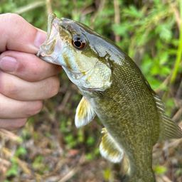 スモールマウスバス