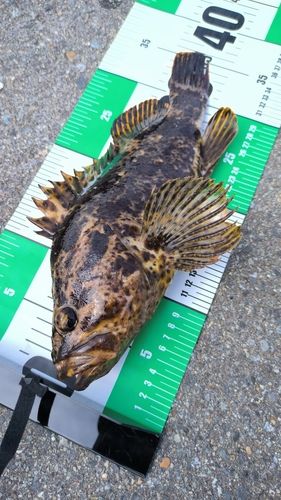 タケノコメバルの釣果