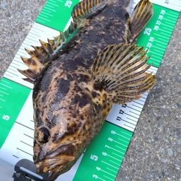 タケノコメバル