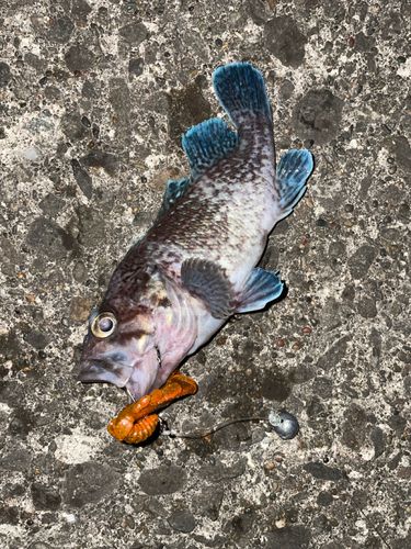 マゾイの釣果