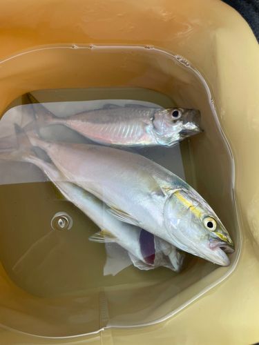 ワカシの釣果