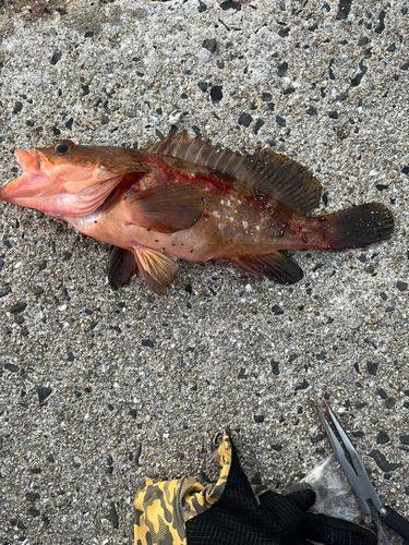 アコウの釣果