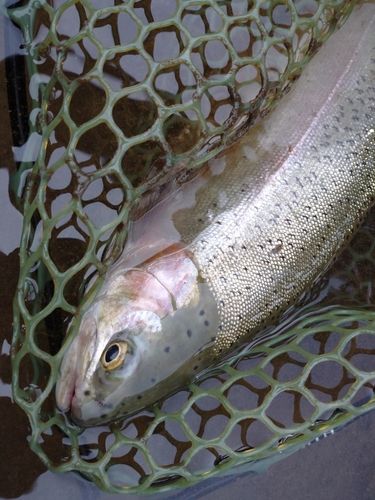 ニジマスの釣果