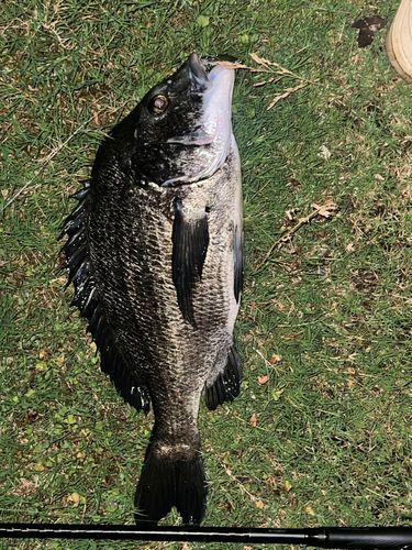 チヌの釣果
