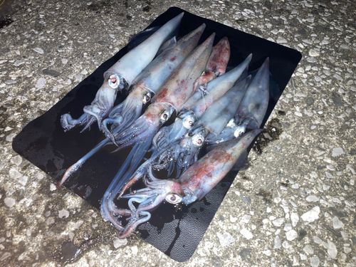 ケンサキイカの釣果