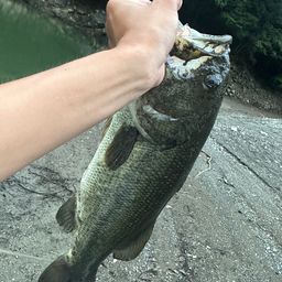 ブラックバス
