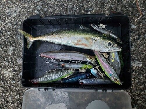 サバの釣果
