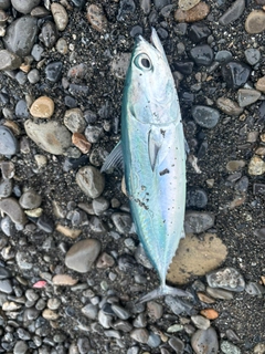ソウダガツオの釣果