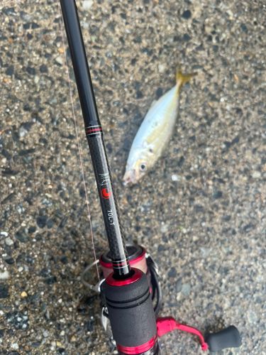 マアジの釣果