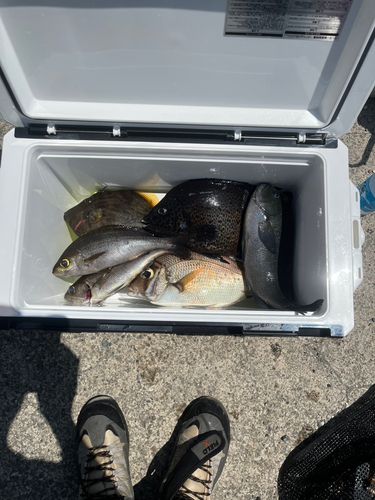 イシガキダイの釣果