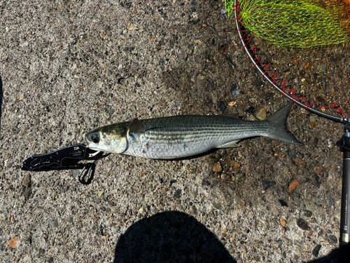 釣果