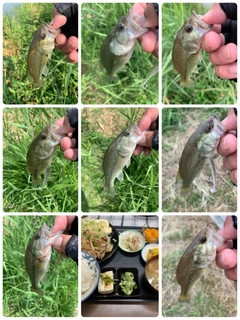 ラージマウスバスの釣果
