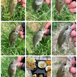 ラージマウスバス