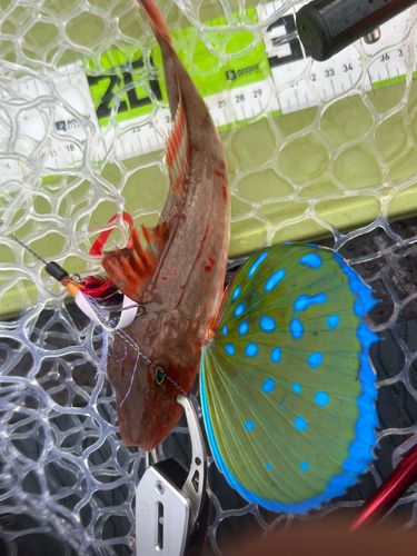 ホウボウの釣果