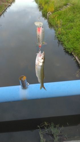ハスの釣果