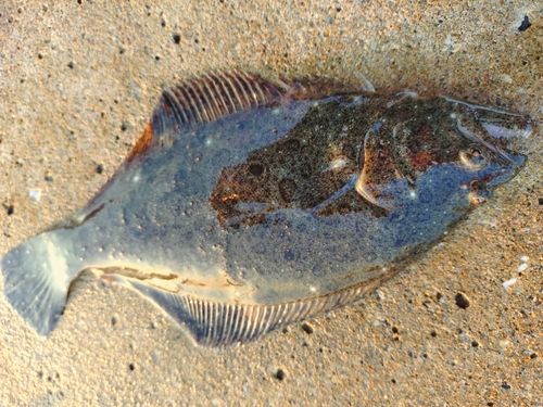 ソゲの釣果
