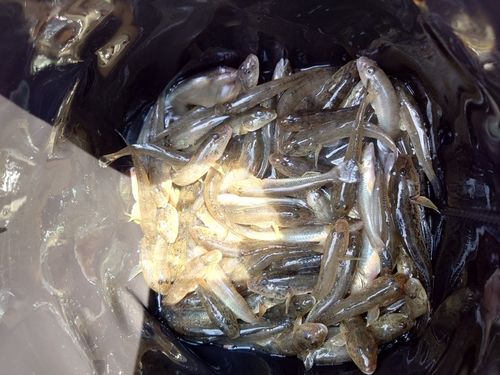 マハゼの釣果