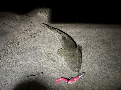 マゴチの釣果