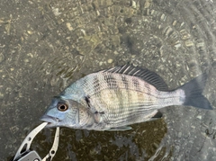 チヌの釣果