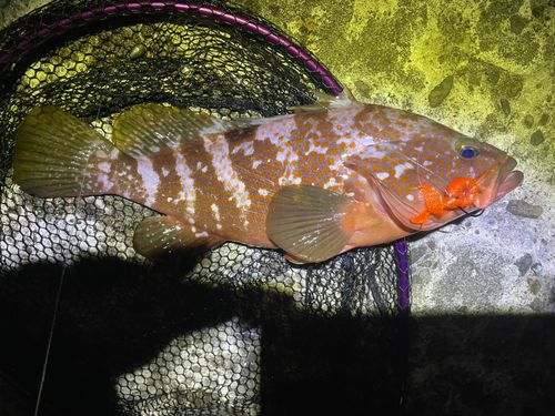 キジハタの釣果