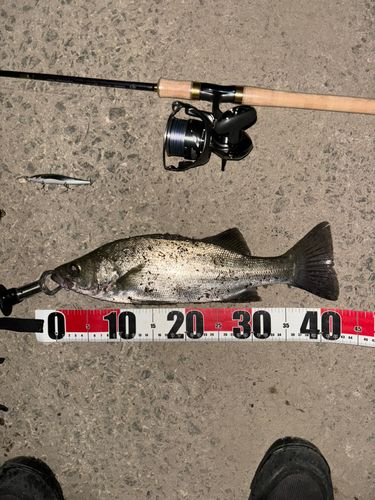 セイゴ（ヒラスズキ）の釣果