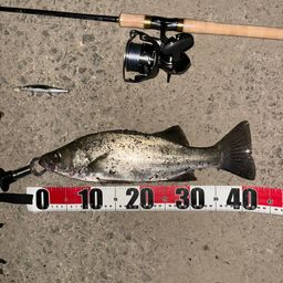 セイゴ（ヒラスズキ）