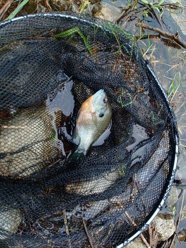 ブルーギルの釣果