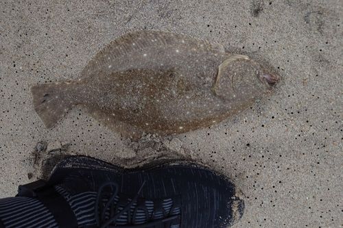 ソゲの釣果