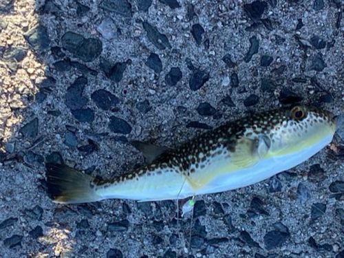 クサフグの釣果