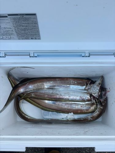 タチウオの釣果