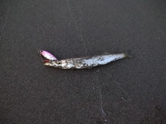 カマスの釣果