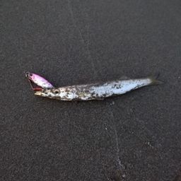カマス